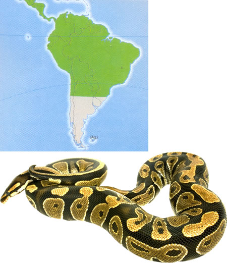 BOA COMÚN (Boa constrictor)